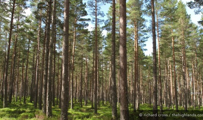 Rothiemurchus Forest