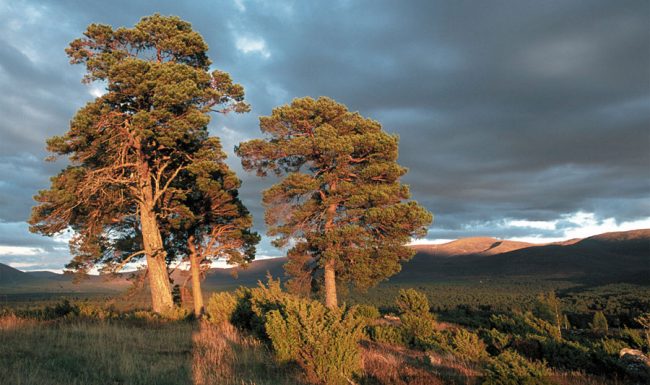 Rothiemurchus Forest and Cairngorm