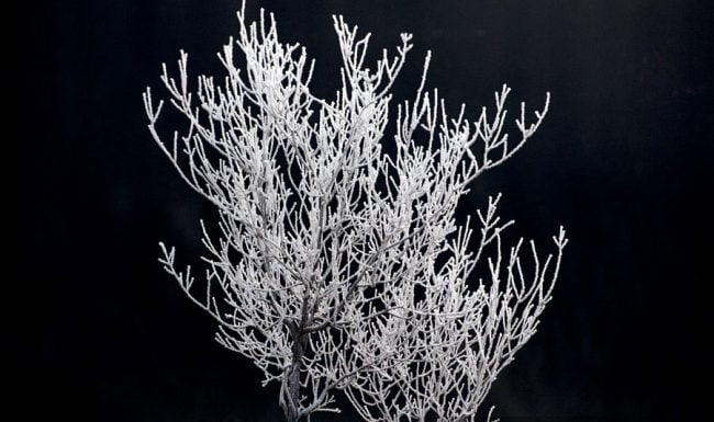 Hoar frost on tree by Loch Cluanie