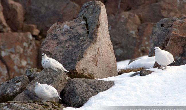 Ptarmigan