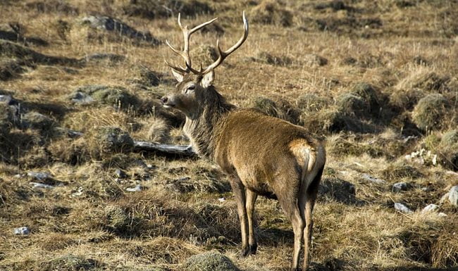 Red deer stag