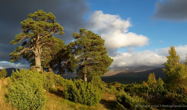 Rothiemurchus Scots Pine