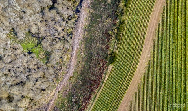 Daffodil fields forever