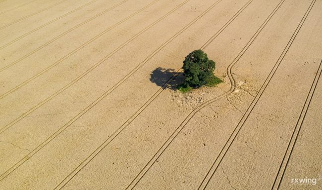 Isolated Tree
