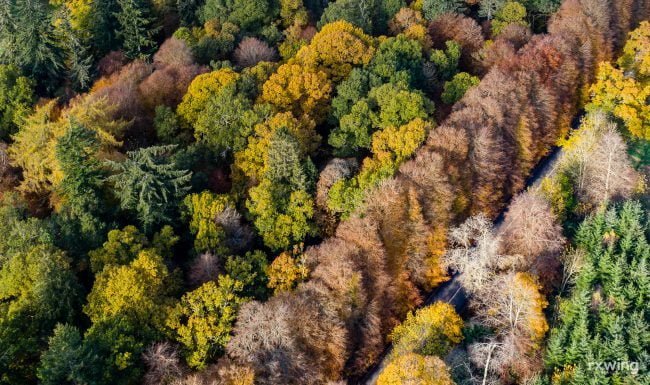 Meilkelour Beech Hedge