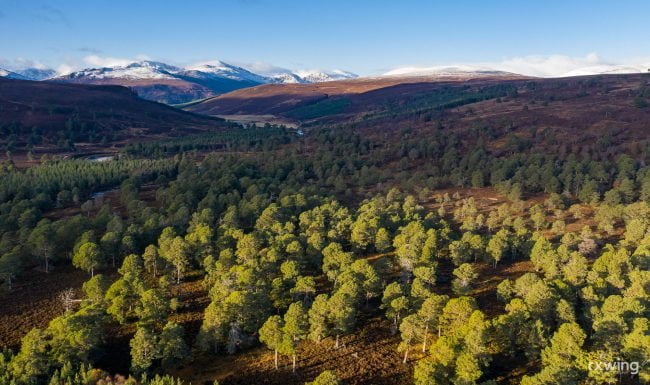 Caledonian Forest
